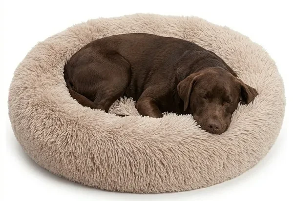 A chocolate Labrador curled up in a tan shag donut calming bed